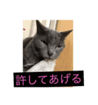 うちのにゃんこฅ^•ﻌ•^ฅ（個別スタンプ：14）