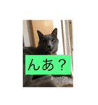 うちのにゃんこฅ^•ﻌ•^ฅ（個別スタンプ：15）