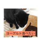 うちのにゃんこฅ^•ﻌ•^ฅ（個別スタンプ：16）