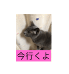うちのにゃんこฅ^•ﻌ•^ฅ（個別スタンプ：17）