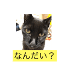 うちのにゃんこฅ^•ﻌ•^ฅ（個別スタンプ：18）