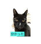 うちのにゃんこฅ^•ﻌ•^ฅ（個別スタンプ：19）