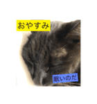 うちのにゃんこฅ^•ﻌ•^ฅ（個別スタンプ：20）