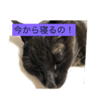 うちのにゃんこฅ^•ﻌ•^ฅ（個別スタンプ：21）