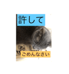 うちのにゃんこฅ^•ﻌ•^ฅ（個別スタンプ：22）