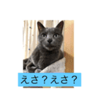 うちのにゃんこฅ^•ﻌ•^ฅ（個別スタンプ：24）