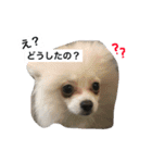 わんわんずと愉快な仲間（個別スタンプ：1）