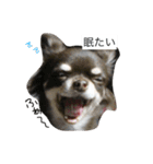 わんわんずと愉快な仲間（個別スタンプ：3）
