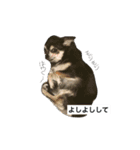 わんわんずと愉快な仲間（個別スタンプ：4）