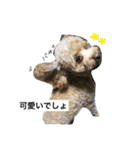 わんわんずと愉快な仲間（個別スタンプ：5）