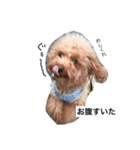 わんわんずと愉快な仲間（個別スタンプ：6）
