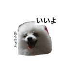 わんわんずと愉快な仲間（個別スタンプ：7）