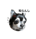 わんわんずと愉快な仲間（個別スタンプ：10）