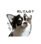 わんわんずと愉快な仲間（個別スタンプ：11）