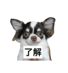 わんわんずと愉快な仲間（個別スタンプ：12）