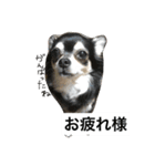 わんわんずと愉快な仲間（個別スタンプ：13）