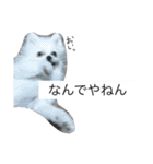 わんわんずと愉快な仲間（個別スタンプ：14）