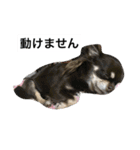 わんわんずと愉快な仲間（個別スタンプ：15）