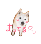 こうまくんの日常スタンプA（個別スタンプ：11）