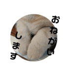 休太郎（個別スタンプ：8）