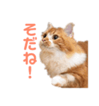 ひのきとしらかば4（個別スタンプ：2）