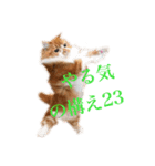 ひのきとしらかば4（個別スタンプ：3）