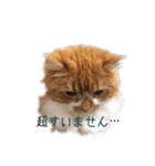 ひのきとしらかば4（個別スタンプ：11）