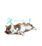 ひのきとしらかば4（個別スタンプ：13）