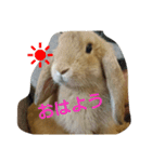 まるまるみるく（個別スタンプ：1）