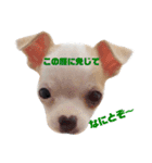 ぼく。まめまる。（個別スタンプ：6）