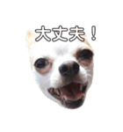 ぼく。まめまる。（個別スタンプ：10）