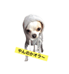 ぼく。まめまる。（個別スタンプ：11）