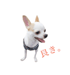 ぼく。まめまる。（個別スタンプ：12）