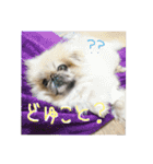 ペキニーズ時々ネコ（個別スタンプ：3）