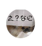 ペキニーズ時々ネコ（個別スタンプ：5）