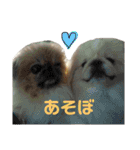 ペキニーズ時々ネコ（個別スタンプ：6）