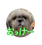 ペキニーズ時々ネコ（個別スタンプ：9）