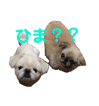 ペキニーズ時々ネコ（個別スタンプ：17）