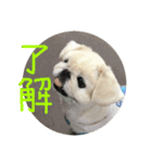 ペキニーズ時々ネコ（個別スタンプ：18）