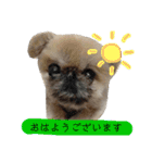 ペキニーズ時々ネコ（個別スタンプ：20）
