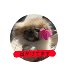 ペキニーズ時々ネコ（個別スタンプ：21）