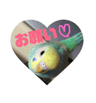 ぴーちゃんのキュートな日常（個別スタンプ：5）