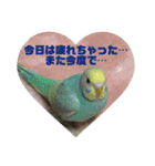 ぴーちゃんのキュートな日常（個別スタンプ：10）