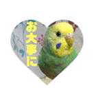ぴーちゃんのキュートな日常（個別スタンプ：17）