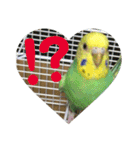 ぴーちゃんのキュートな日常（個別スタンプ：19）