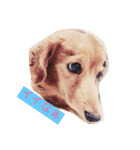 犬の日常 とあ（個別スタンプ：1）