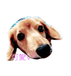 犬の日常 とあ（個別スタンプ：2）