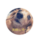 犬の日常 とあ（個別スタンプ：3）
