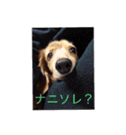 犬の日常 とあ（個別スタンプ：4）