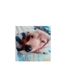 犬の日常 とあ（個別スタンプ：5）